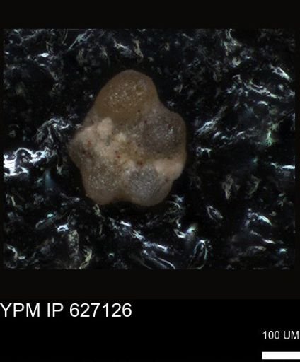 undet. Foraminiferida