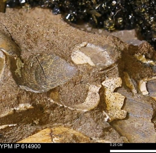 Limopsis striatopunctatus