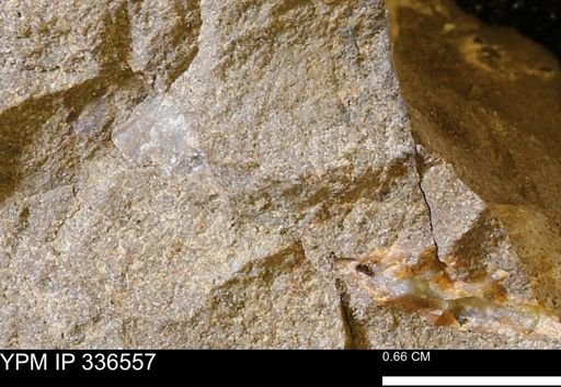 undet. Bivalvia