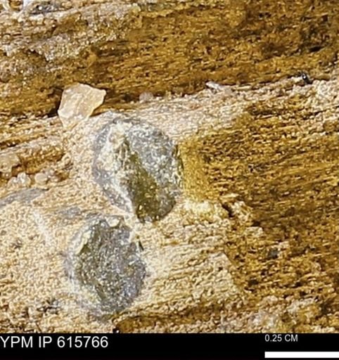 Teredo sp.