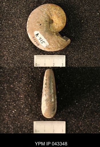 Hoploscaphites nicolletii