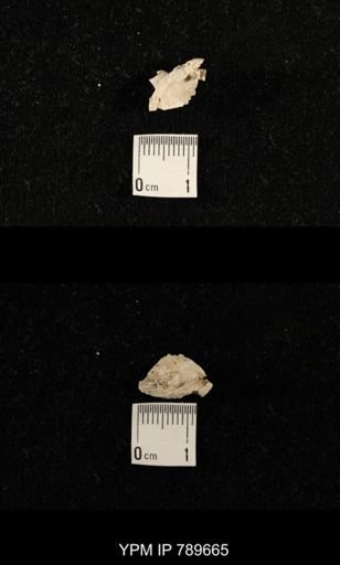 undet. Brachiopoda