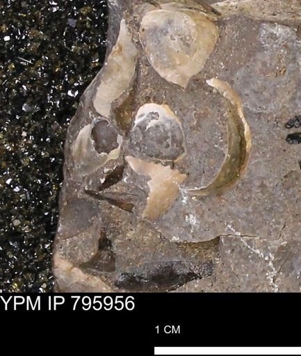 Protocardia