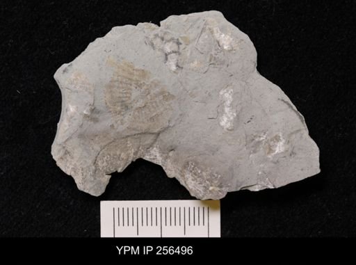 Sowerbyella sp.