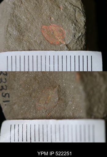 Phyllocystis?