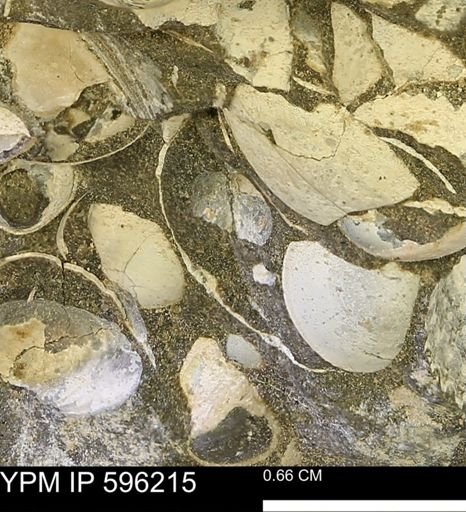 undet. Bivalvia