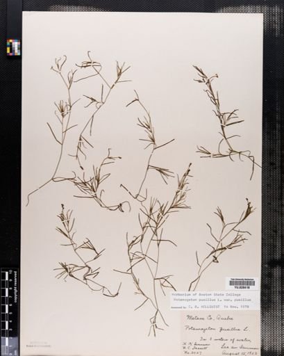 Potamogeton pusillus