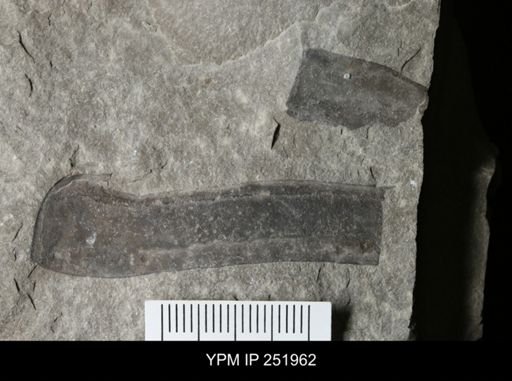 Eurypterus sp.