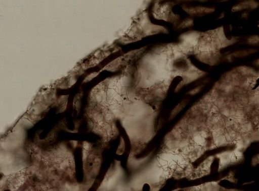 Haliclona (Haliclona) sp.