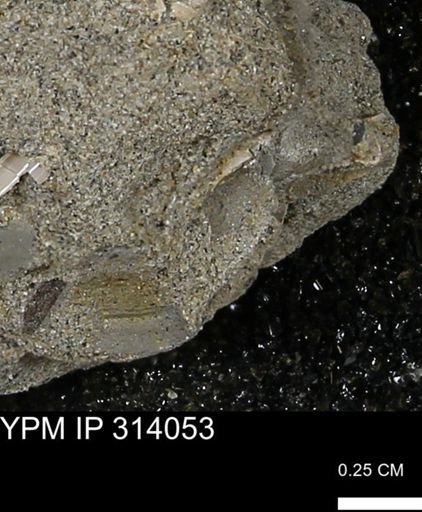 undet. Mollusca