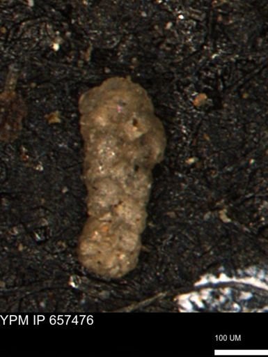 Ammobaculoides?