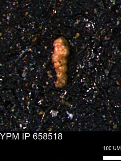 Verneuilinoides kansasensis