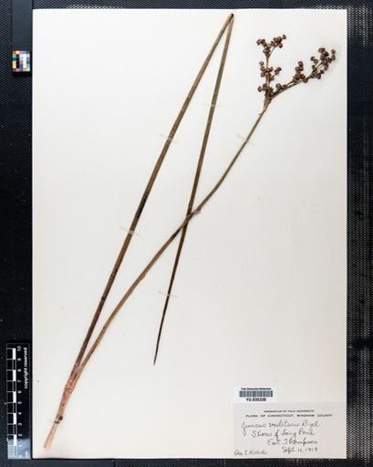 Juncus militaris
