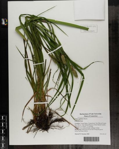 Carex typhina