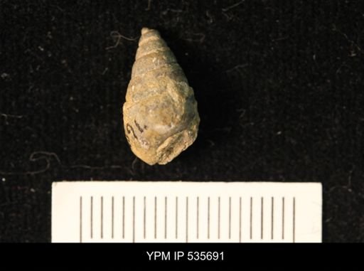undet. Gastropoda