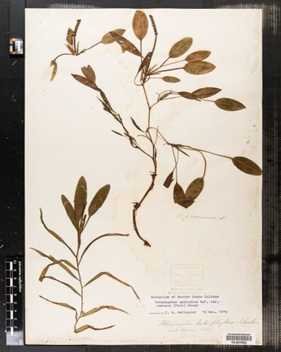 Potamogeton epihydrus