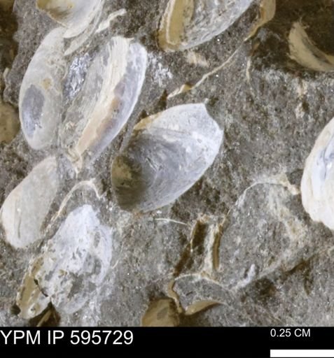 Protocardia sp.