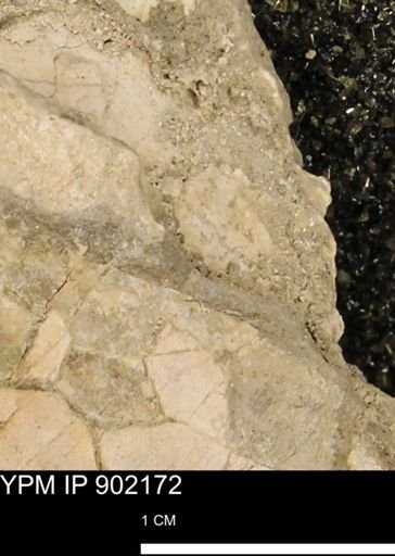 undet. Mollusca