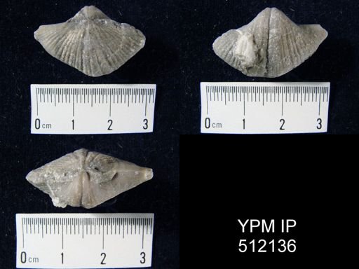 Brachythyrina?