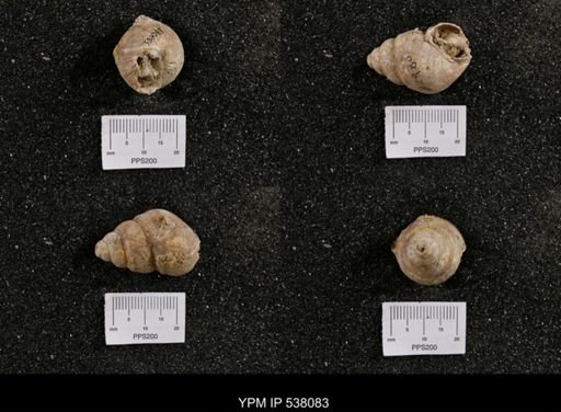 Campeloma nebrascensis