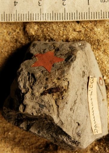 Dammara cliffwoodensis