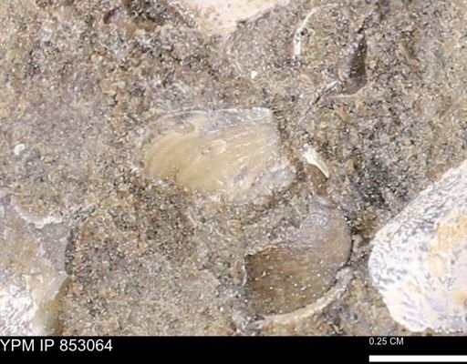 Limopsis striatopunctatus
