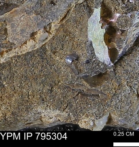 undet. Sphenodiscidae