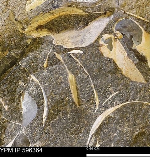 Limopsis striatopunctatus
