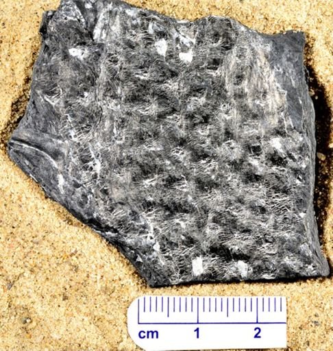 Lepidodendron sp.