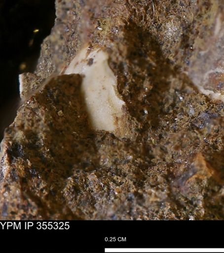 Mollusca