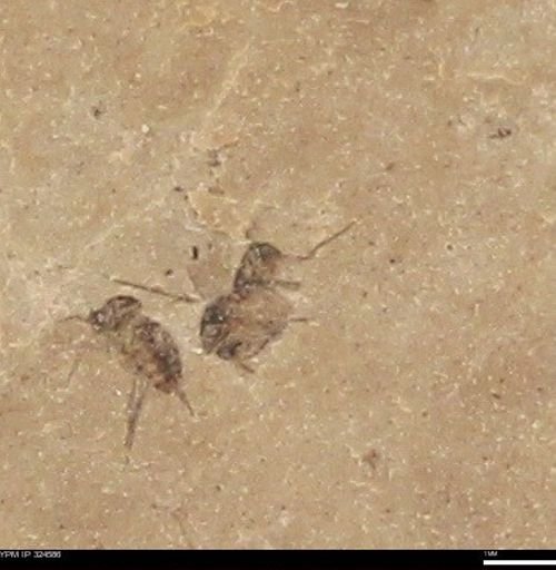 undet. Insecta