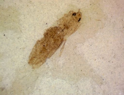 undet. Coleoptera
