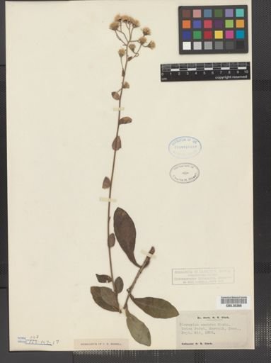 Hieracium scabrum