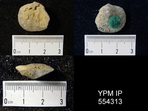 Dalmanella sp.