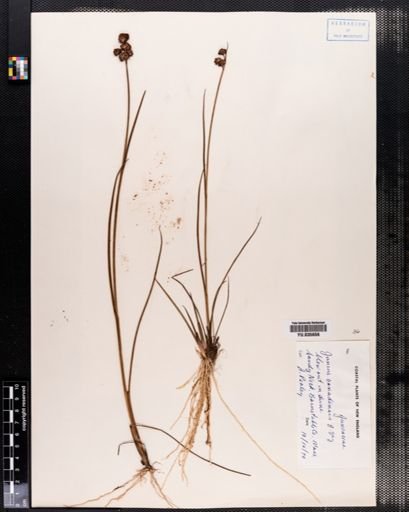 Juncus canadensis