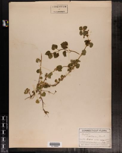 Plantae