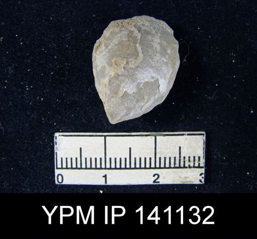 Productus (Striatifera) compressus