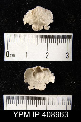 Doleroides sp.