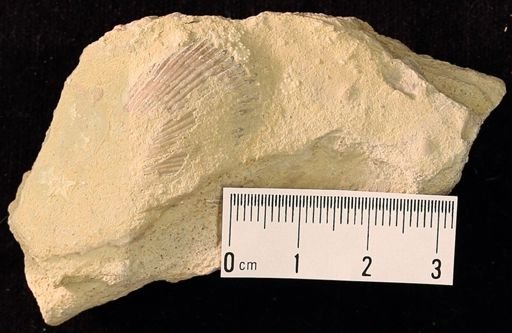 Aspiduriella ludeni