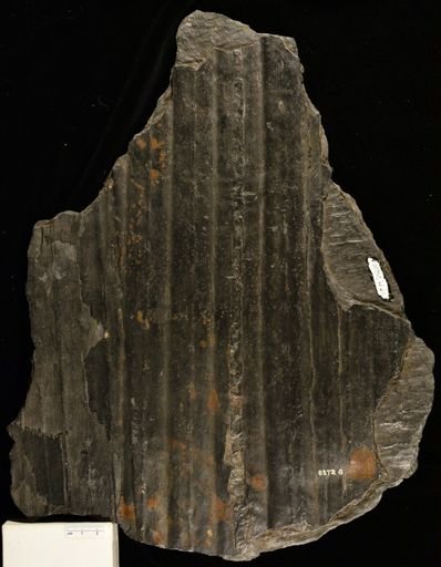 Sigillaria?