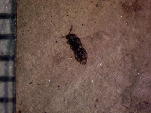 undet. Hymenoptera