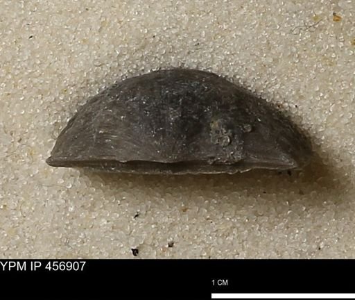 Stropheodonta sp.