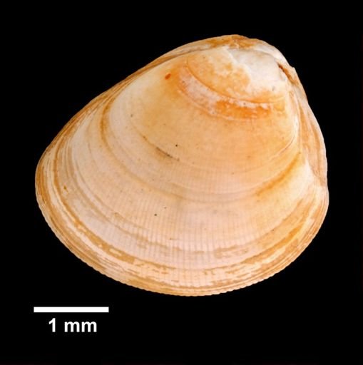 Nucula proxima
