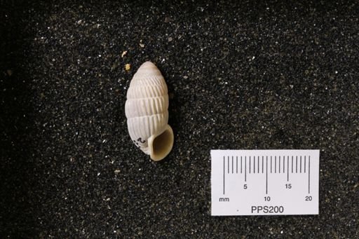 Cerion sp.