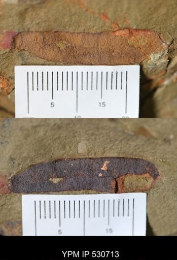 undet. Porifera