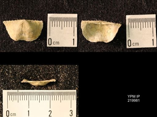 Chonetes sp.