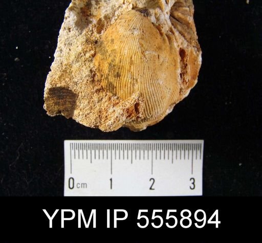 Linoproductus sp.