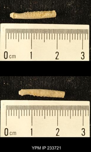 Archaeocidaris sp.