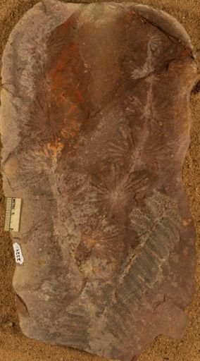 Annularia