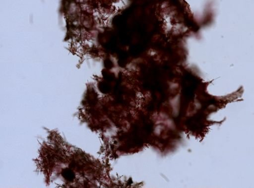 Haliclonidae